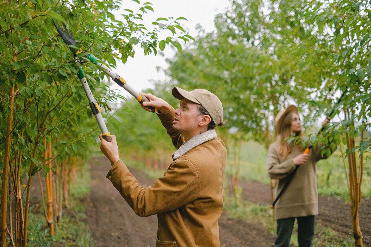 Best Tree Pruning Services  in Homosassa, FL